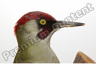 Green Woodpecker - Picus viridis 0014